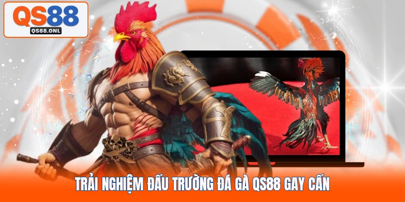 Trải nghiệm đấu trường đá gà QS88 gay cấn